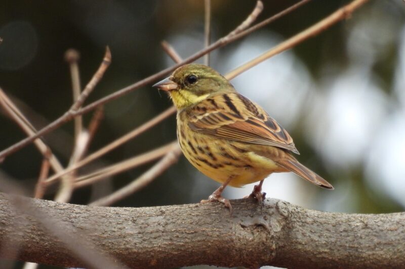 登山道 野鳥