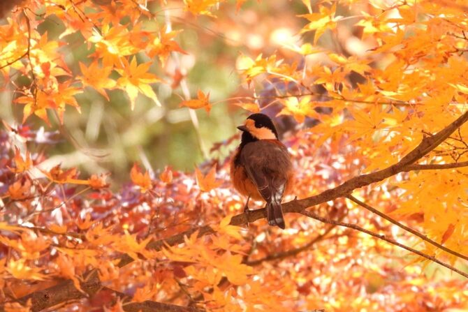 秋の登山道を彩る野鳥たち。初心者でも見つけやすい低山の野鳥5選