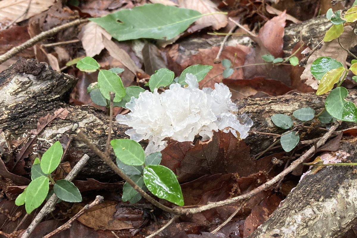 センス・オブ・ワンダー　意味　レイチェル・カーソン