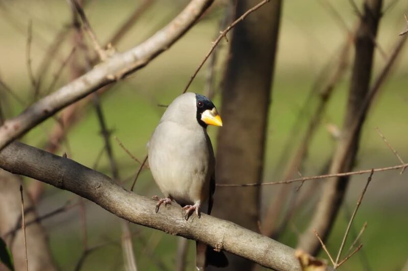 登山道 野鳥