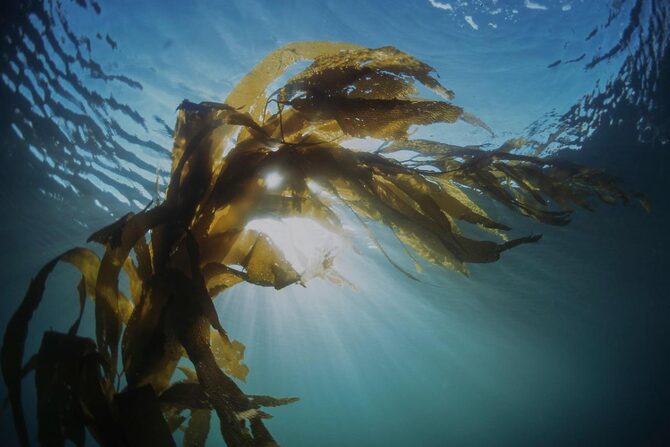 海藻のミネラル・食物繊維で腸も肌も整う！毎日続けやすいスーパーフード活用法