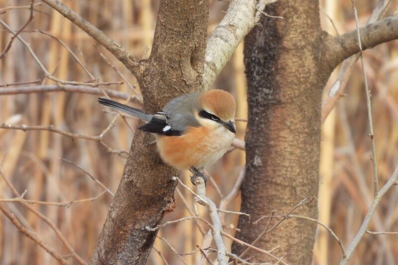 登山道 野鳥