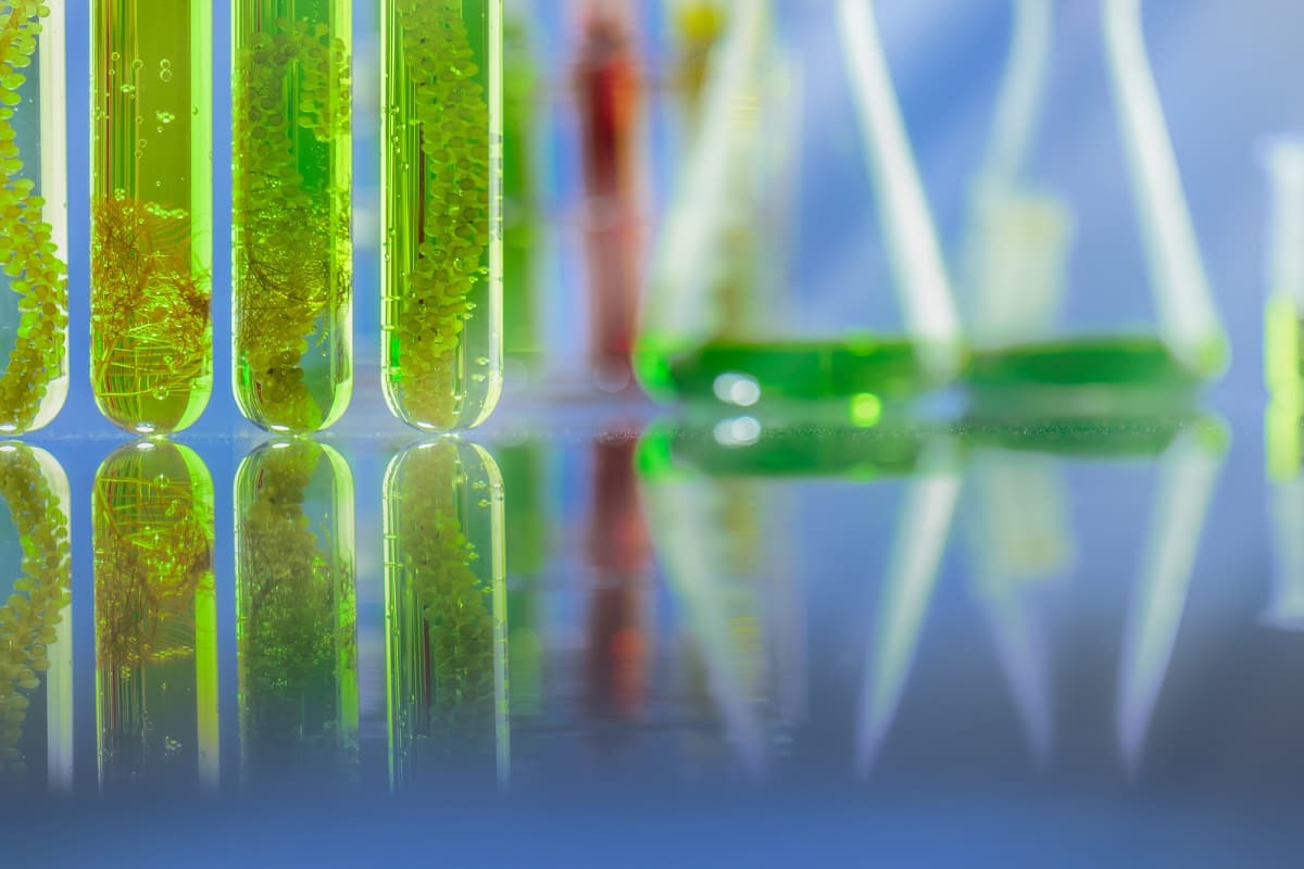 藻類 スーパーフード