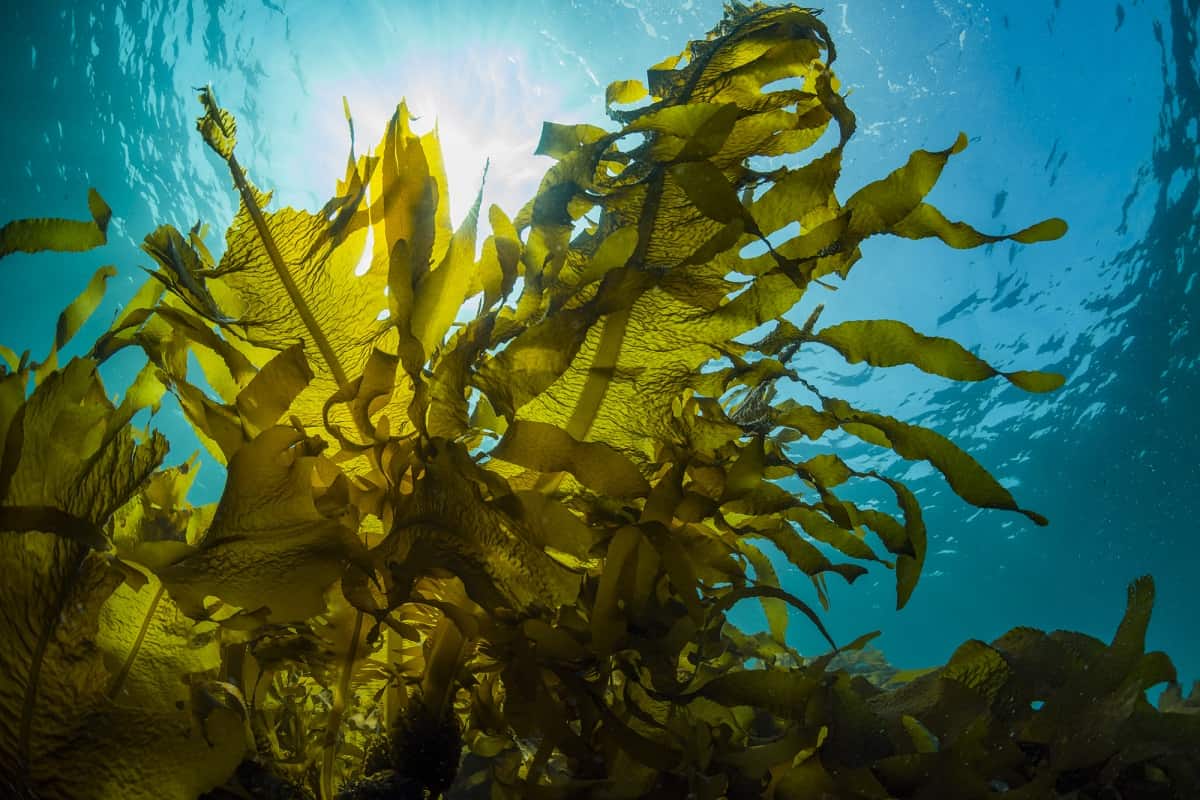 藻類 スーパーフード