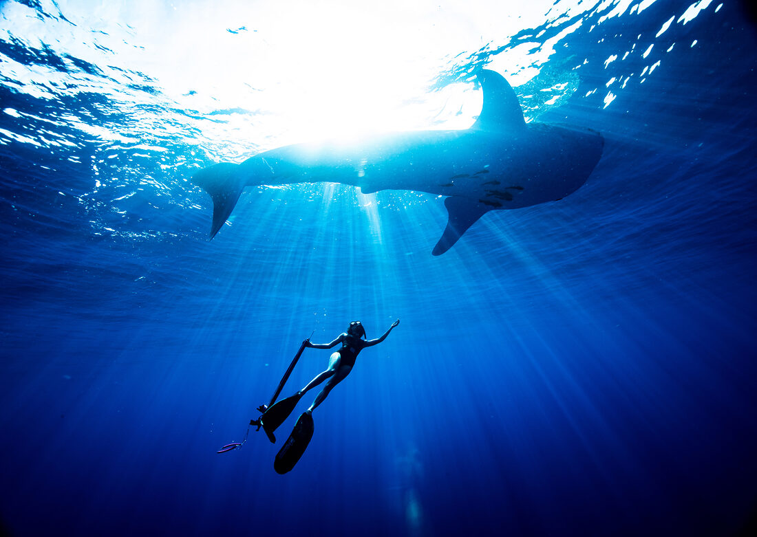 パタゴニア「オーシャンストア」誕生記念イベント開催決定