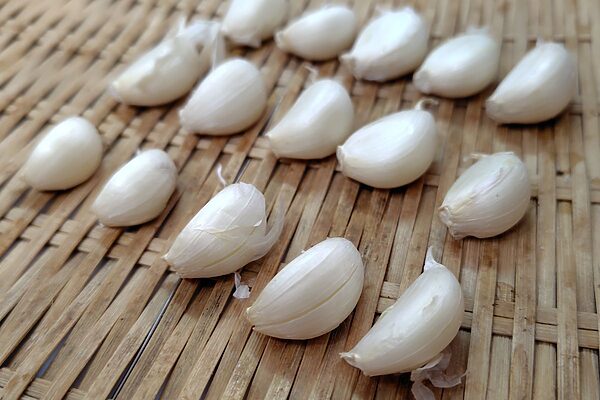 失敗しないニンニク栽培｜プランターでできる芽出しと育て方