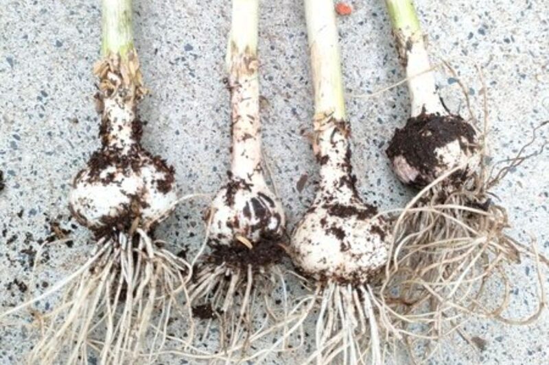 にんにく 植え付け、ニンニク栽培 プランター