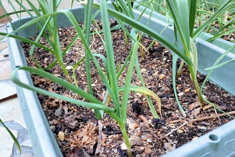 にんにく 植え付け、ニンニク栽培 プランター