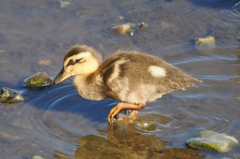 バードウォッチング アプリ