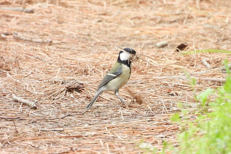 バードウォッチング アプリ