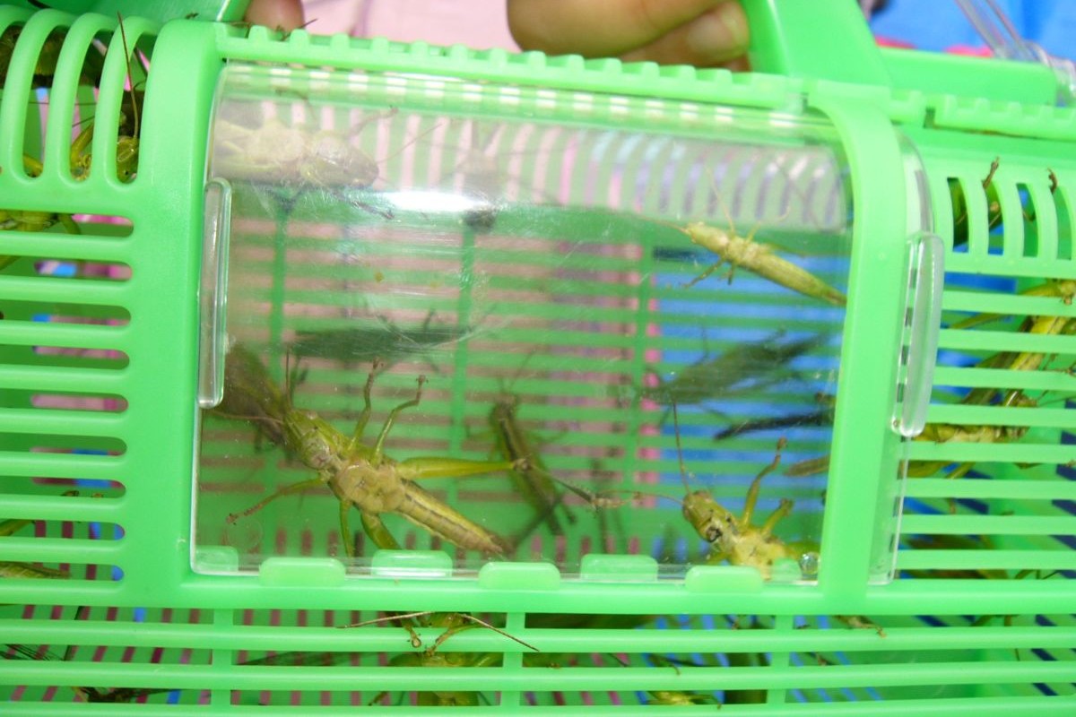 虫 子ども 稲刈り