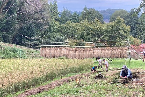 この秋は稲刈りと田んぼの自然を満喫！親子で虫の魅力を再発見しよう