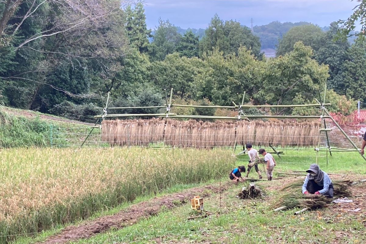 虫 子ども 稲刈り