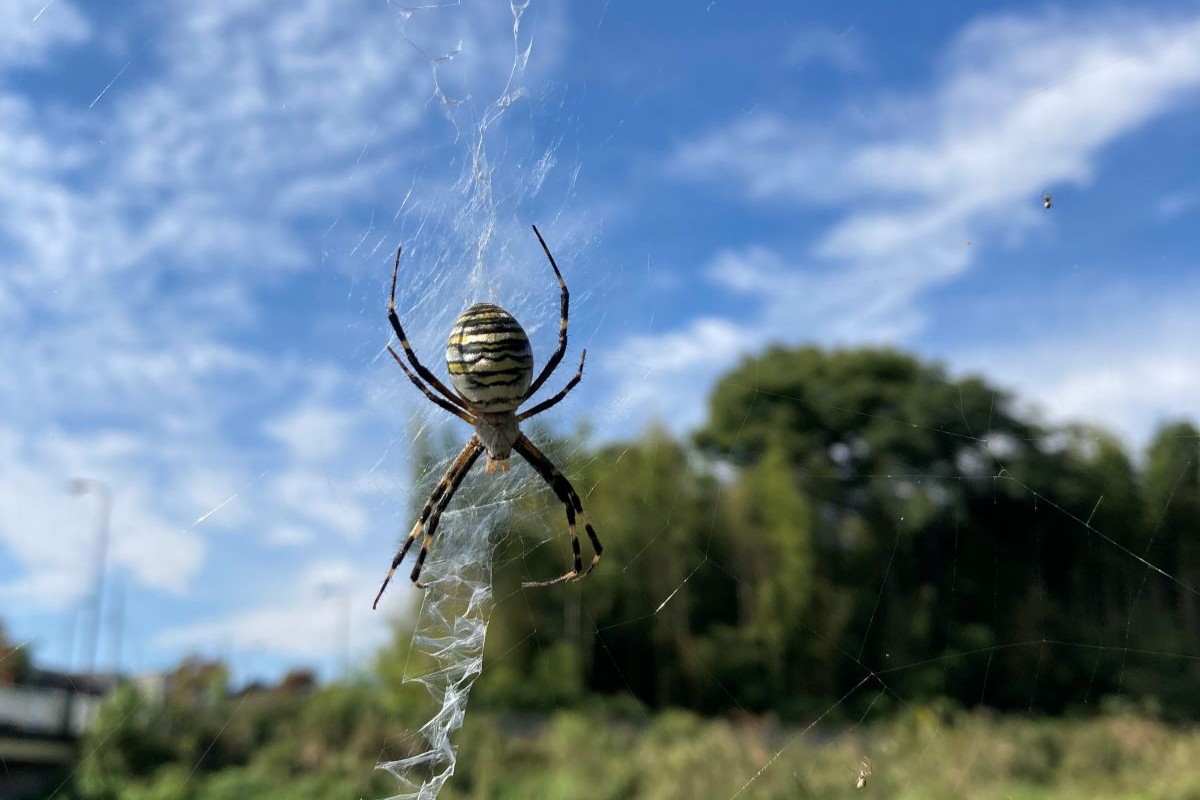 虫 子ども 稲刈り