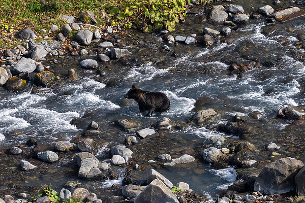 【熊被害が急増中】渓流釣りで遭遇を避けるための熊対策マニュアル