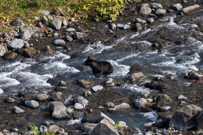 【熊被害が急増中】渓流釣りで遭遇を避けるための熊対策マニュアル