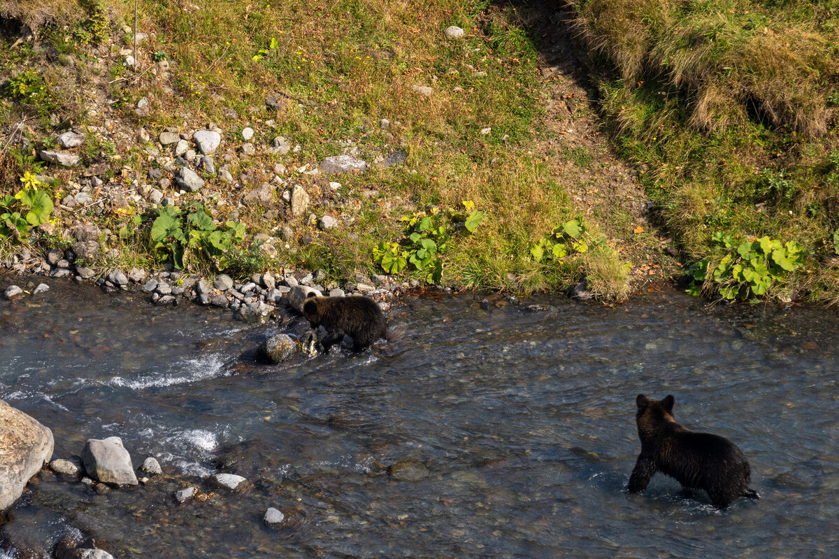 熊対策マニュアル　釣り