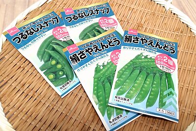 ベランダでもできる！プランターで冬を越すエンドウ豆の育て方