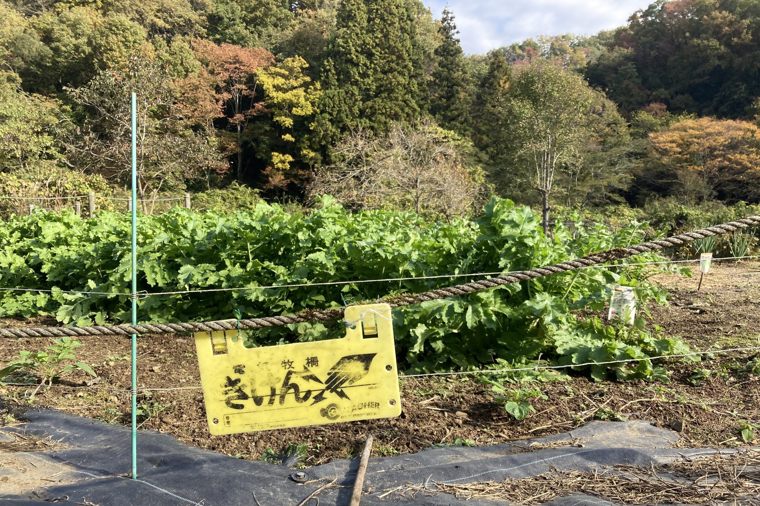 ジビエ とは 何 料理