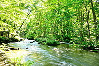 その音が、野生動物の日常を奪っているかも？「静かな自然」を取り戻すサウンドスケープ入門