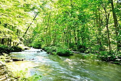 その音が、野生動物の日常を奪っているかも？「静かな自然」を取り戻すサウンドスケープ入門