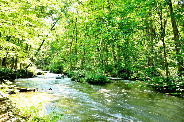 その音が、野生動物の日常を奪っているかも？「静かな自然」を取り戻すサウンドスケープ入門