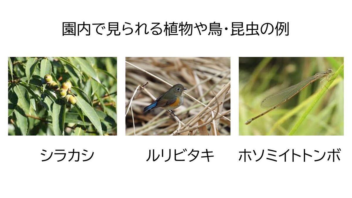 さがみ湖MORI MORI 秋の生き物探検ツアーを11/29-30開催