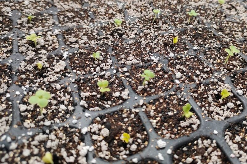 家庭菜園 土づくり