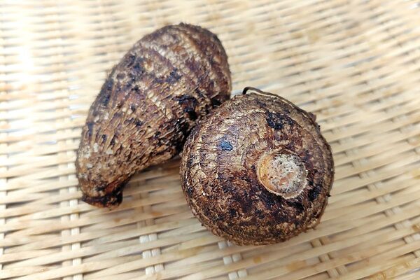 驚くほど簡単！サトイモ下処理のコツとおいしい食べ方3選