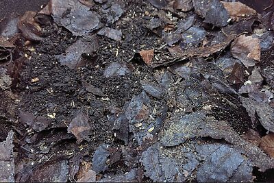 ふかふかの土で収穫量アップ！家庭菜園のための簡単土づくり