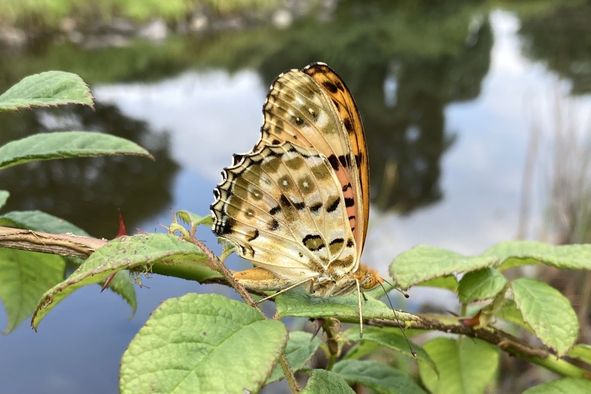 自然体験　子ども　プログラム