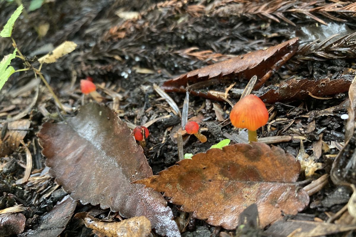 自然体験　子ども　プログラム