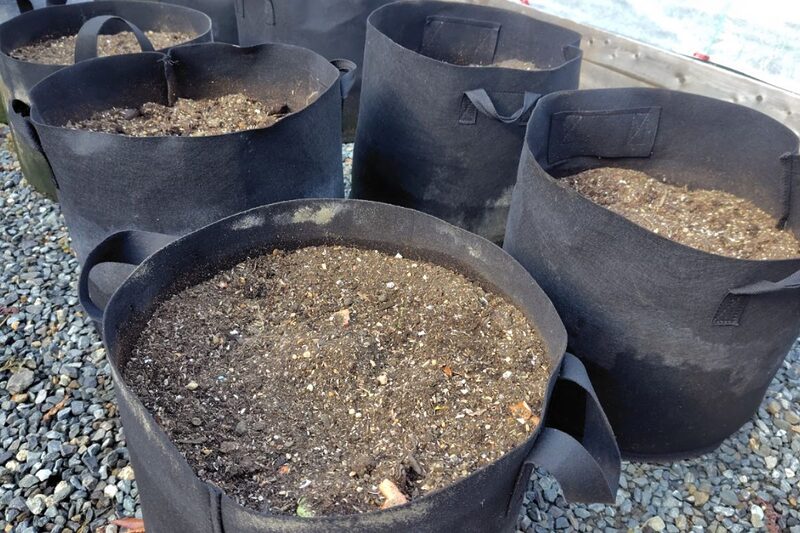 冬　野菜　家庭菜園