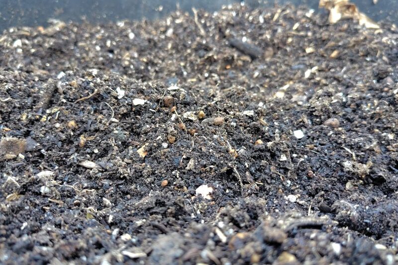 冬　野菜　家庭菜園