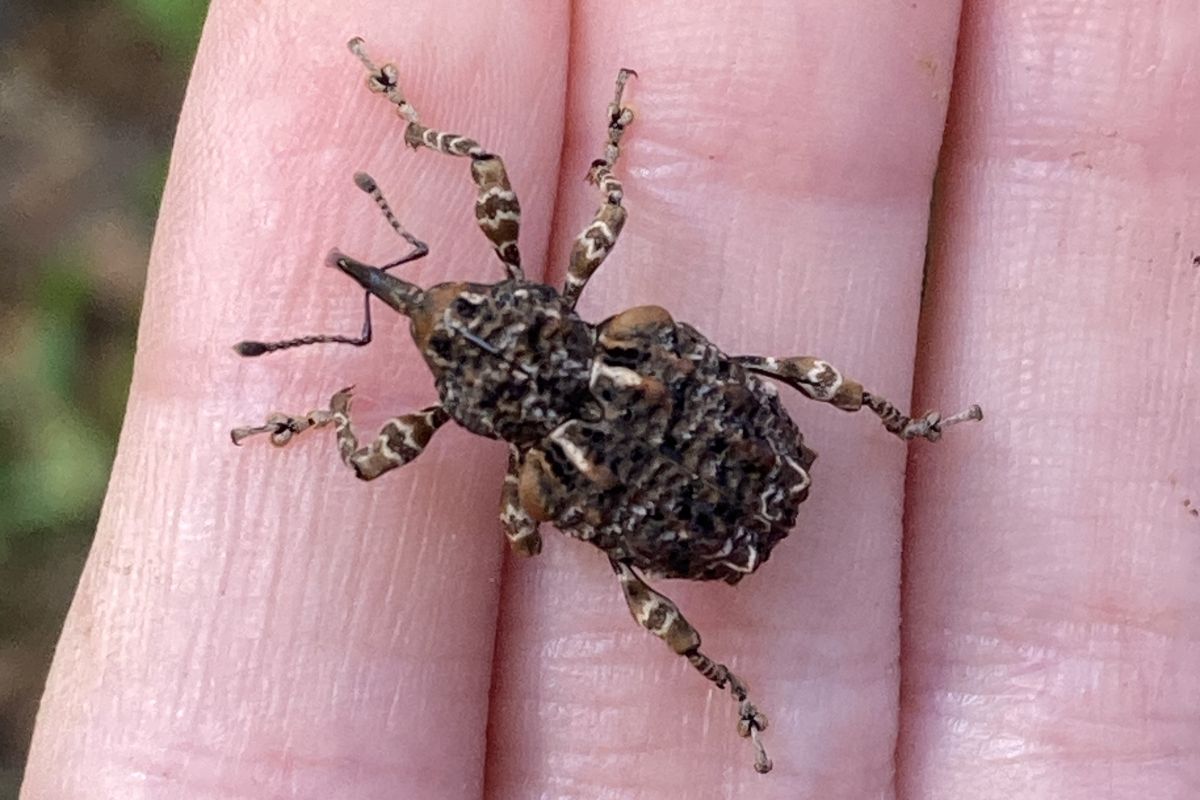 自然体験　子ども　プログラム