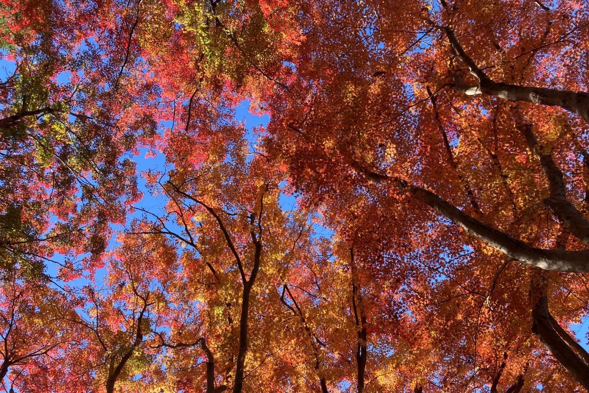 自然体験　子ども　プログラム