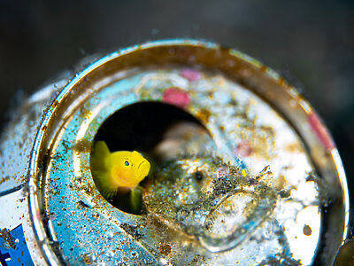 そのゴミ、本当に拾うべき？ダイバーのための判断チェックリスト