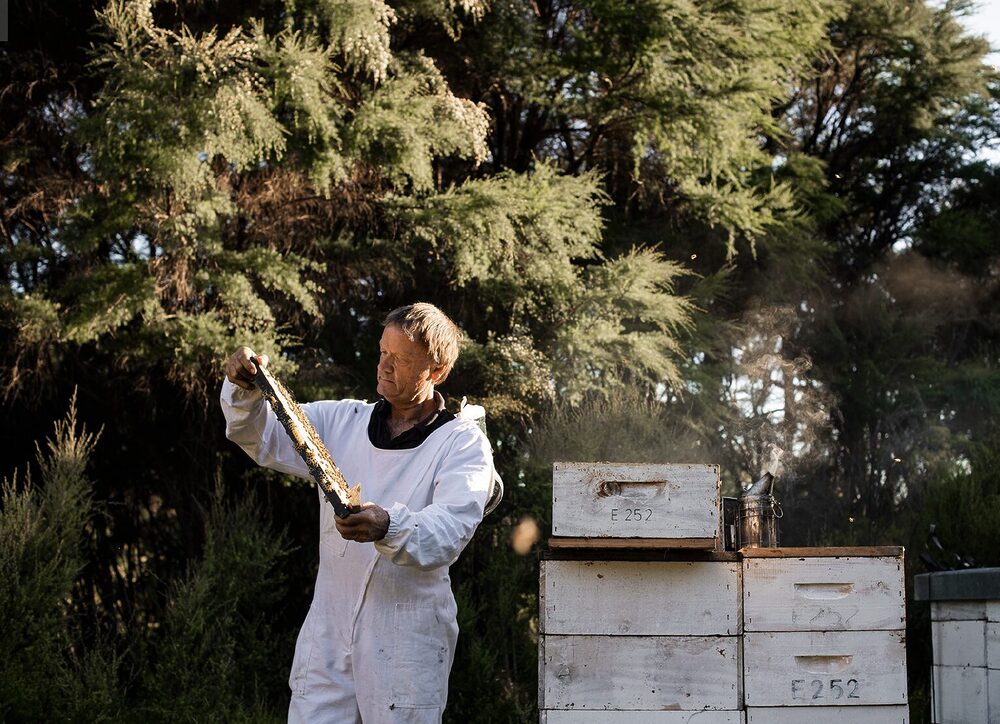 ニュージーランド産「クラフトマヌカハニー」MOUNTAIN HARVEST