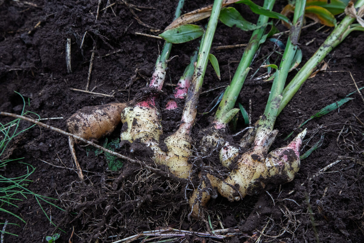 「_SHIP KOMBUCHA」12月5日（金）冬季限定フレーバーを発売