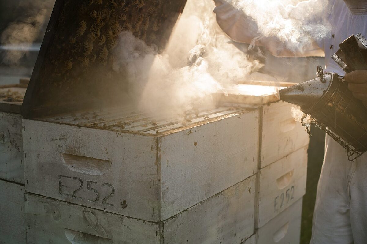 ニュージーランド産「クラフトマヌカハニー」MOUNTAIN HARVEST