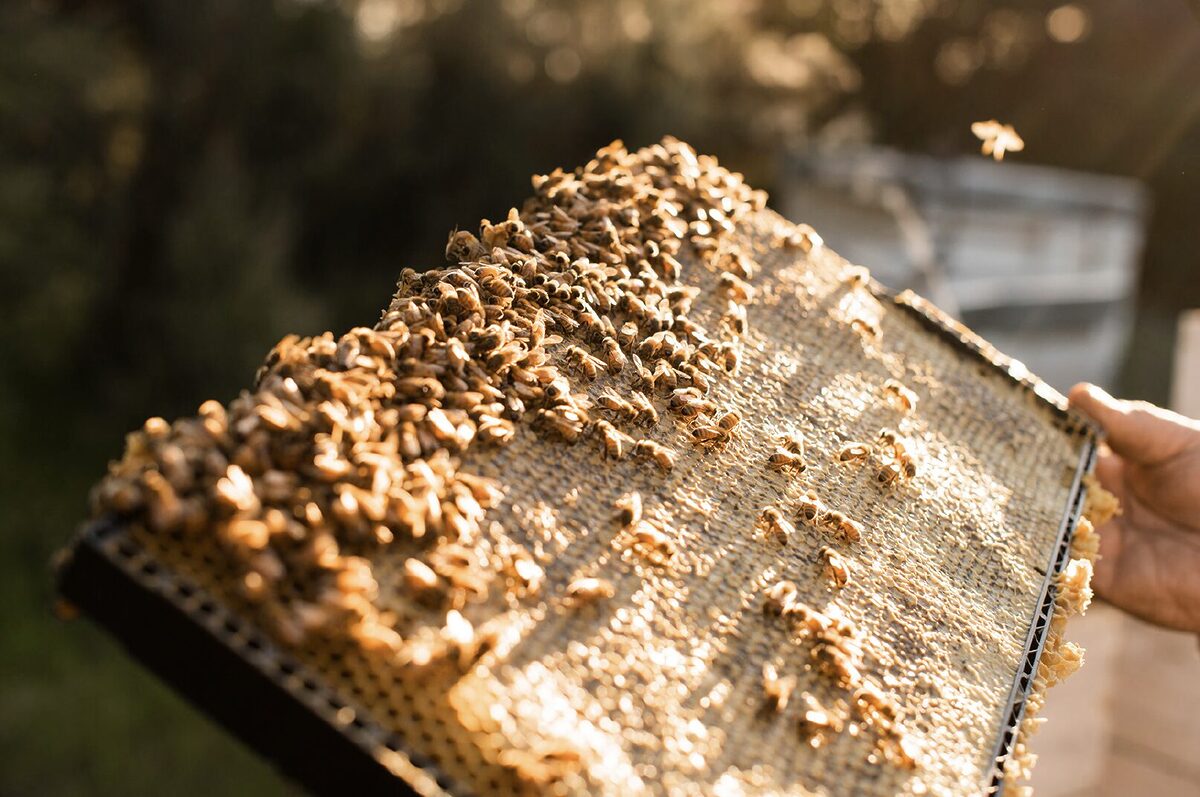 ニュージーランド産「クラフトマヌカハニー」MOUNTAIN HARVEST