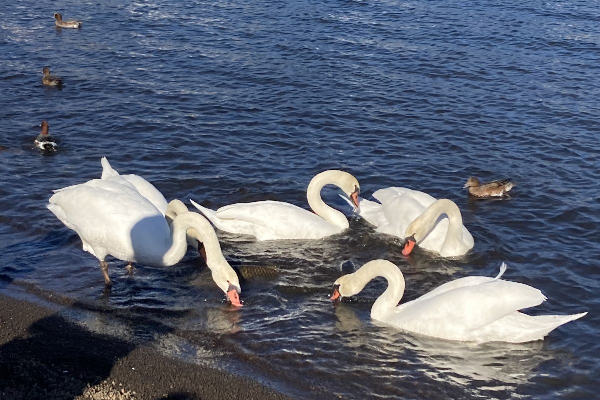 野生生物　餌　環境教育