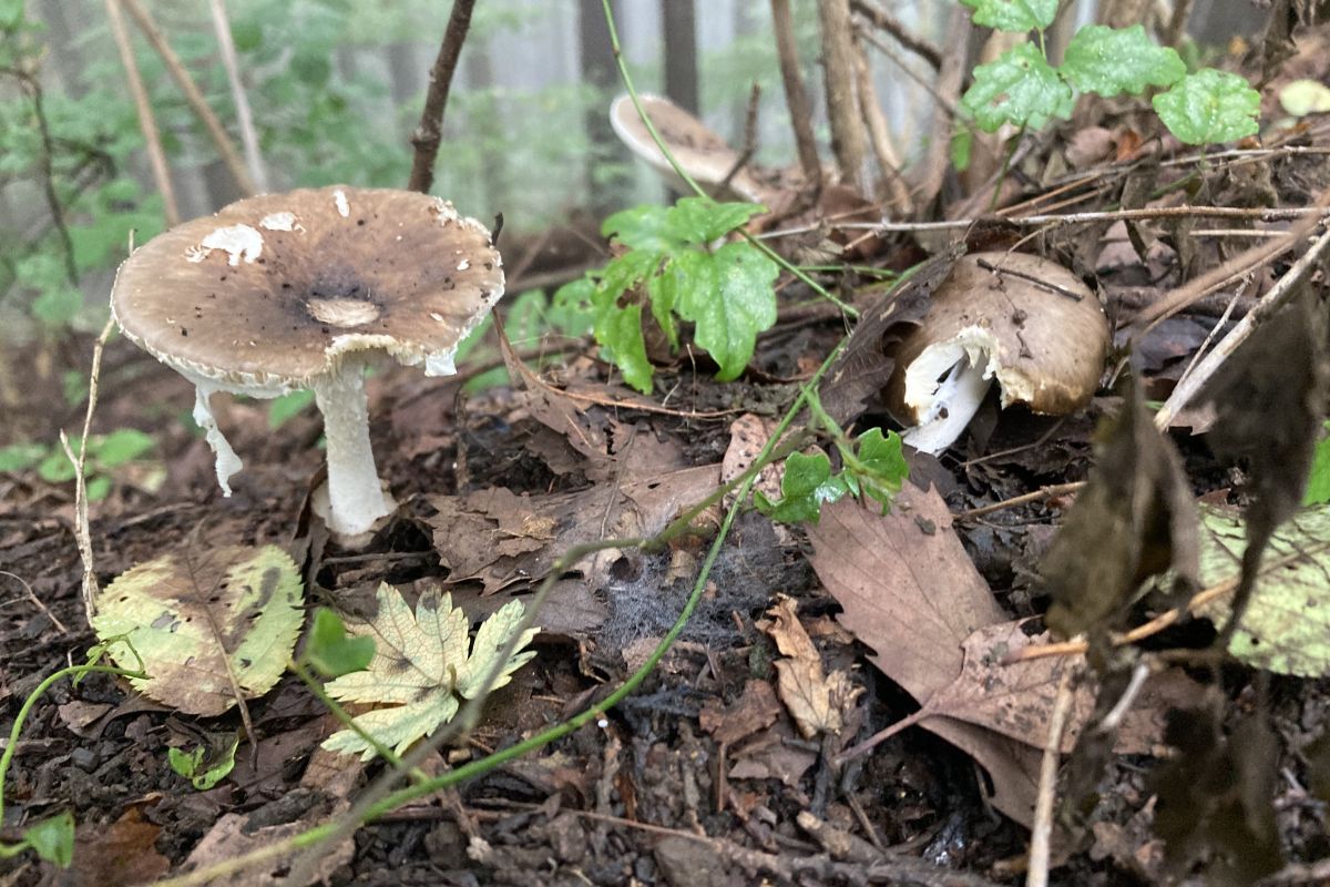 野生生物　餌　環境教育