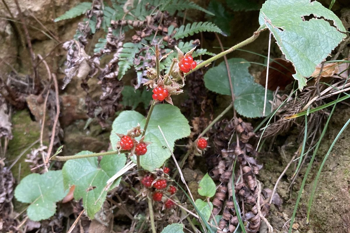 野生生物　餌　環境教育