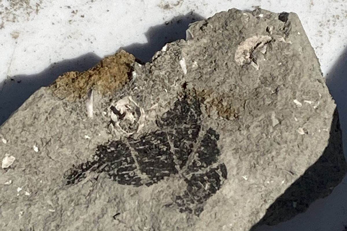 石 遊び 環境教育