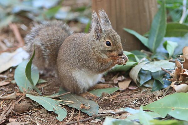 与えないという優しさ：野生生物に餌をあげてはいけない理由とは？