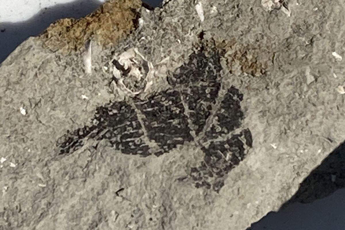 化石　環境教育　エシカル