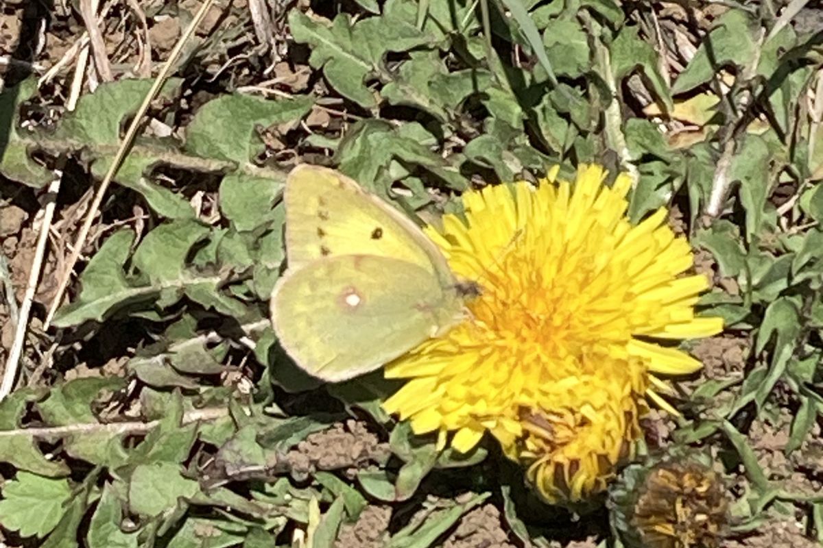 棚田 生きもの 春