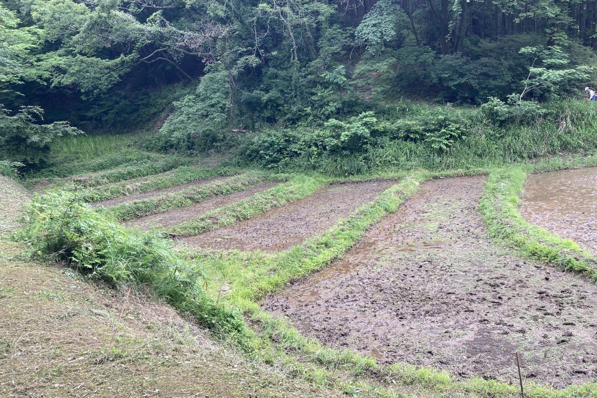 棚田 生きもの 春