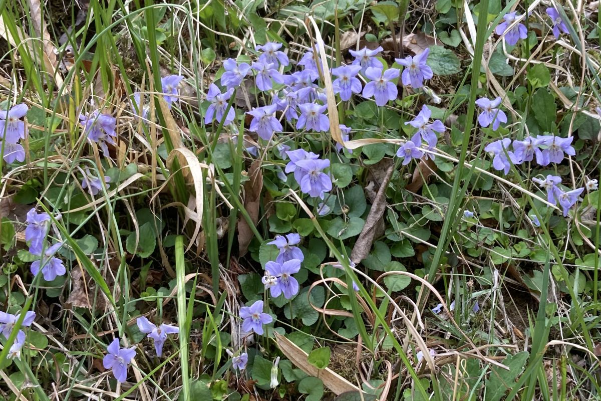 棚田 生きもの 春